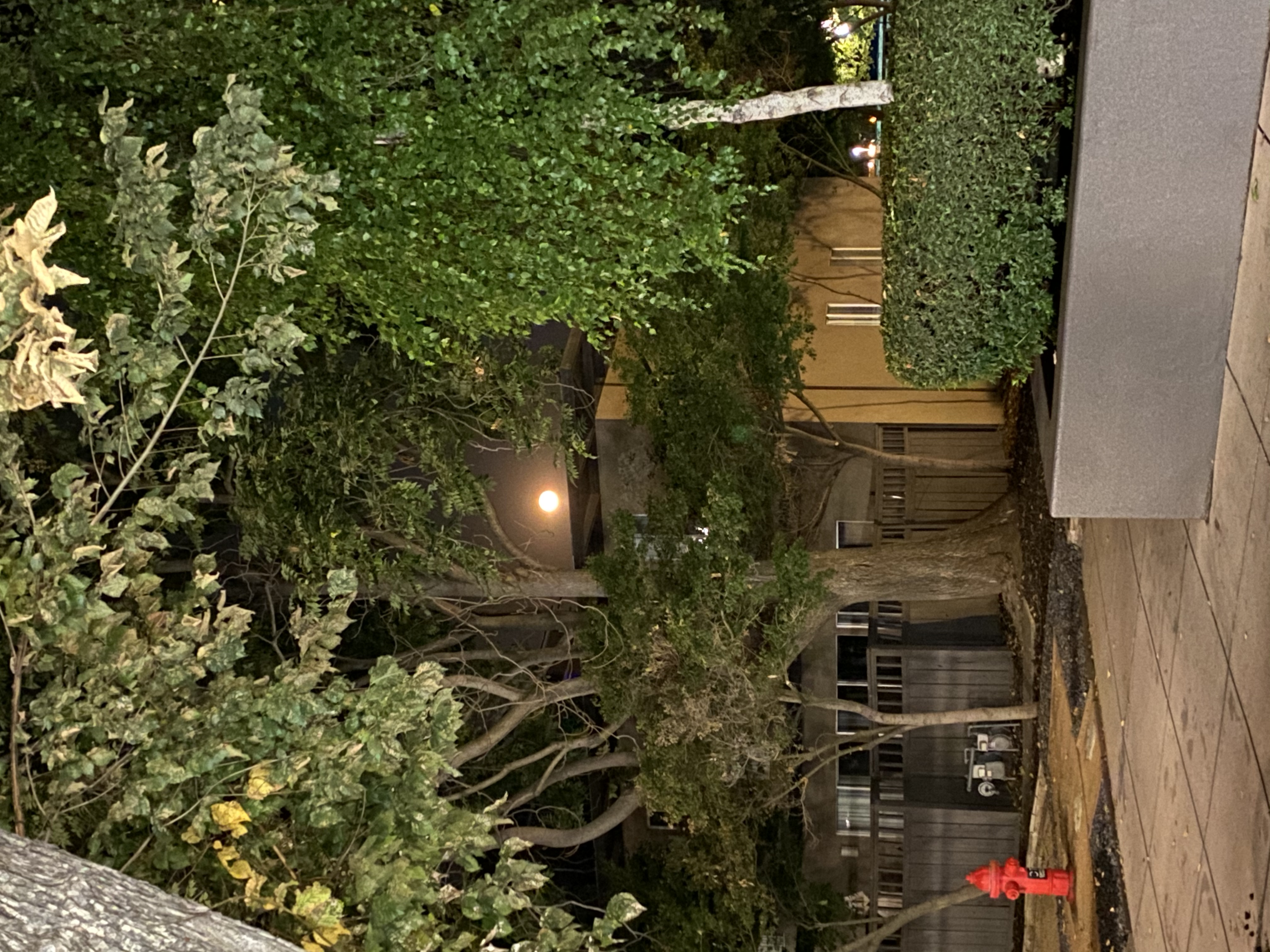 Moon through the trees 
